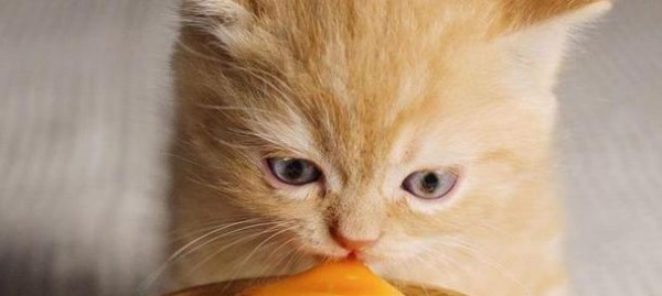 猫咪的饮食习惯及其偏好（以鸡蛋为例）