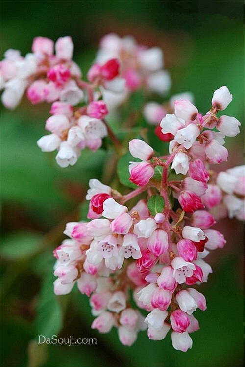 花簇簇 (1)