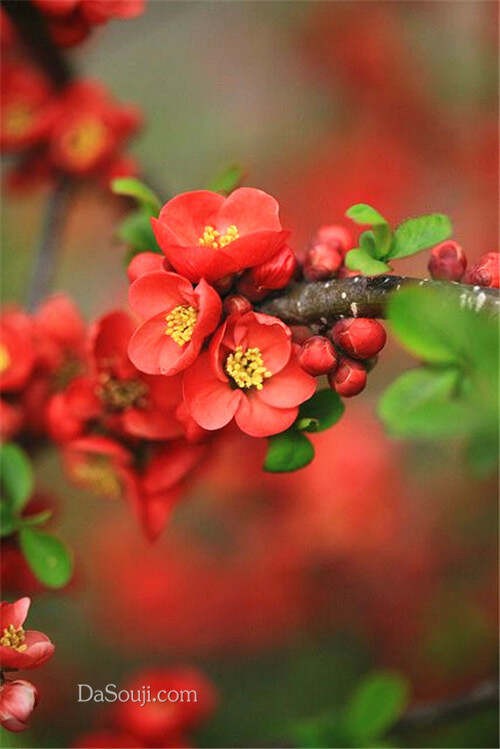 花簇簇 (5)