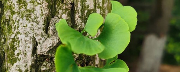 银杏树种植位置与风水