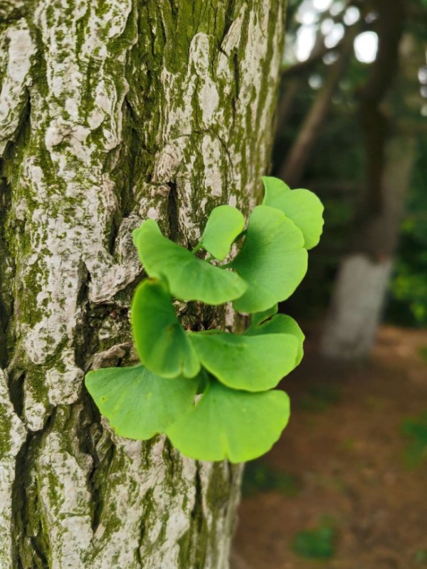 银杏树种植位置与风水