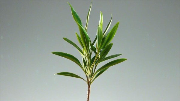家庭茶叶冲泡的小贴士和技巧
