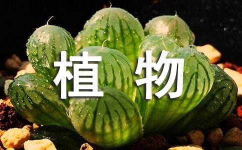 适合阳台的盆栽植物有哪些