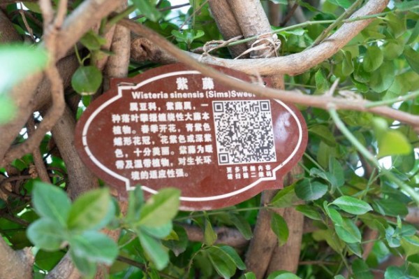 阳台如何养紫藤