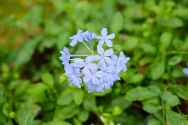 蓝雪花怎么做成棒棒糖