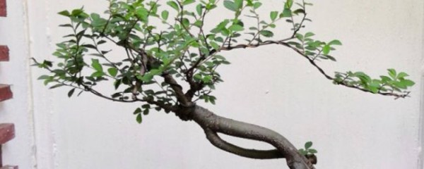 榆树怎么修剪好看