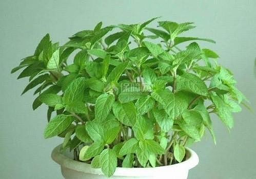 家里都哪里摆放植物 各个空间又有什么好推荐的