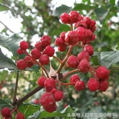 生活小妙招窍门:12个生活用品除了你知道的功能，居然还可以.....