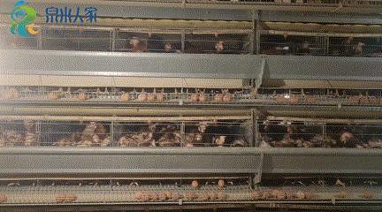 济南大山里实现“鸡”械化,39种配比营养餐生活胜似“凤凰部落”