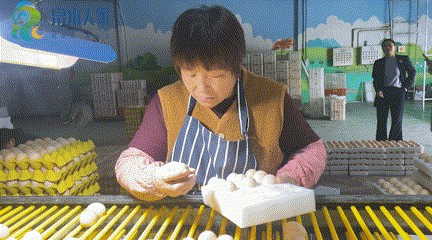 济南大山里实现“鸡”械化,39种配比营养餐生活胜似“凤凰部落”