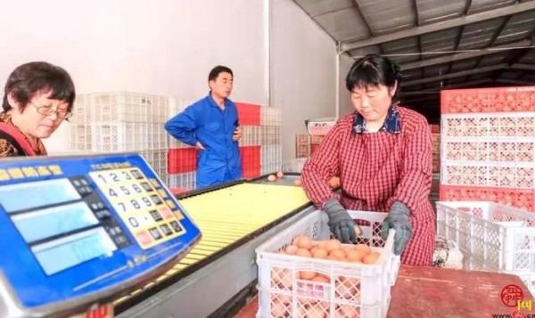 济南大山里实现“鸡”械化,39种配比营养餐生活胜似“凤凰部落”