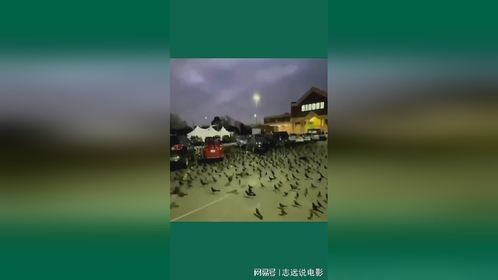神奇不明生物