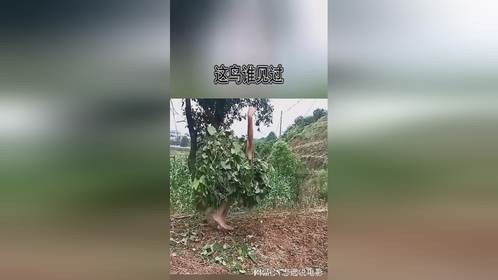这鸟没见过