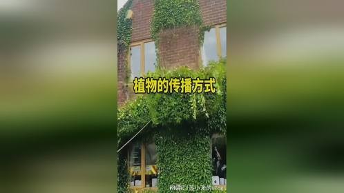 太好玩了，植物的传播方式竟然还有这么多