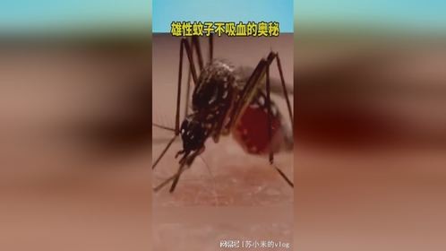 雄性蚊子不吸血的奥秘