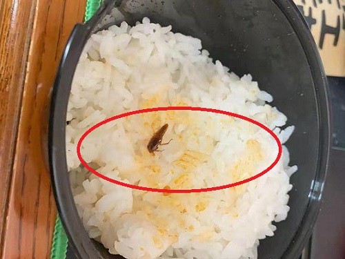 厨房里的蟑螂