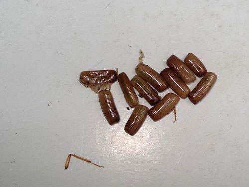 蟑螂卵鞘