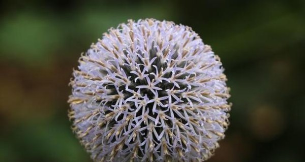 坚韧不拔的植物世界（探索自然奇迹，发现生命的力量）
