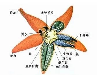 胶州湾海星泛滥日捞万斤：108道烹饪法 味道让吃货不淡定