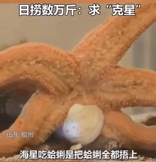 胶州湾海星泛滥日捞万斤：108道烹饪法 味道让吃货不淡定