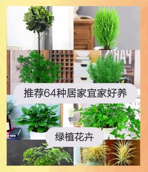 家居绿植养护指南,让你的家充满生机!