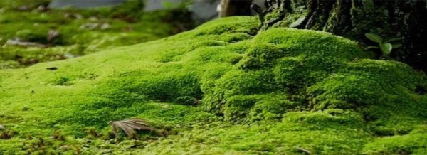 手残党都学得会的DIY干苔藓画，三步治愈你的心
