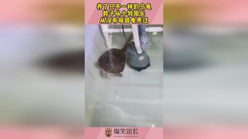 养了只不一样的乌龟，脖子从小特别长，从没有缩回龟壳过！
