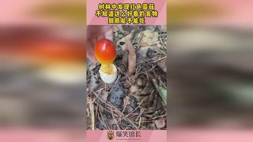 树林中发现红色蘑菇，不知道这么好看的食物，到底能不能吃！