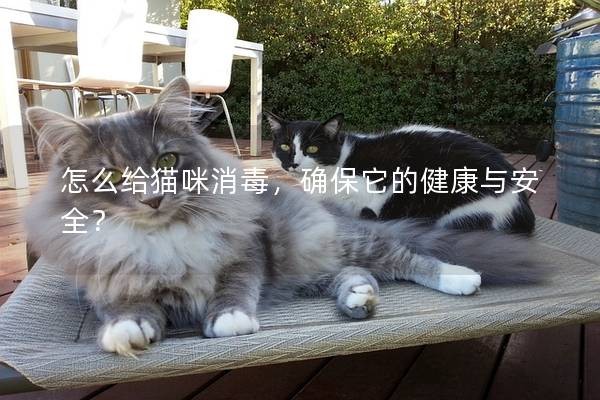 怎么给猫咪消毒,确保它的健康与安全?