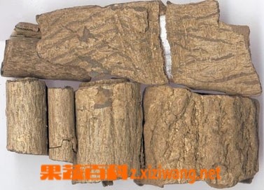 果蔬百科杜仲皮的功效与作用