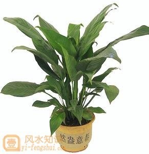 客厅植物摆放风水有什么讲究的吗