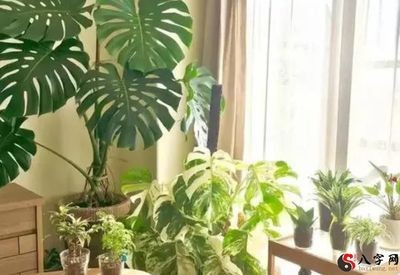 客厅绿植的选择与摆放