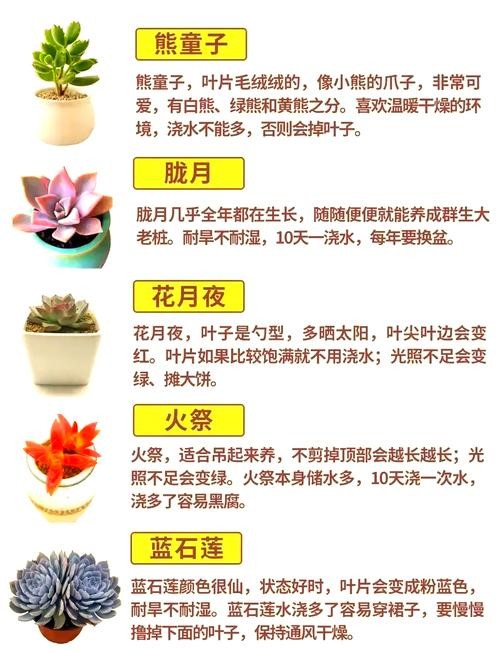 生活小百科，多肉植物的养护与种植技巧
