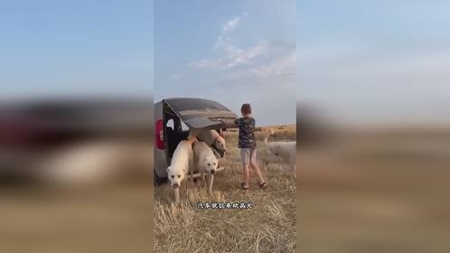 坎高犬清剿野狼