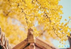 极美的温柔古风文案 个性签名古风唯美短句
