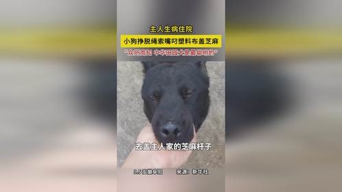泪目！主人生病住院，小狗挣脱绳索嘴叼塑料布盖芝麻