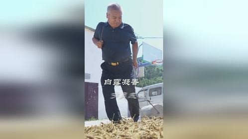 白露至,龙山黄,小米香!秋日最暖的念想