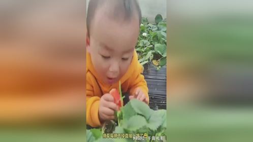 摘草莓摘不掉直接上嘴了