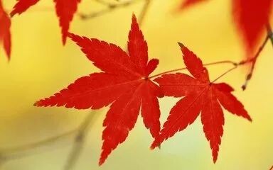 【卫生保健】幼儿园秋季传染病的预防小贴士-幼师课件网第1张图片
