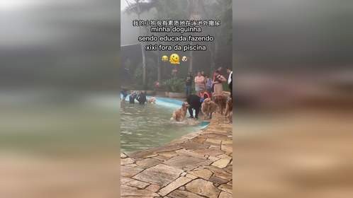 这是一只有素质的狗狗