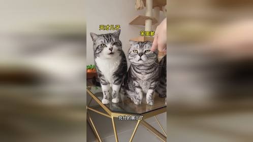 这父子俩的智商怎么能差距这么大？烘焙粮
