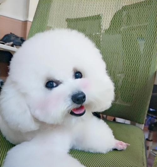 比熊清洁指南（宠物比熊清洁，让爱宠更健康）