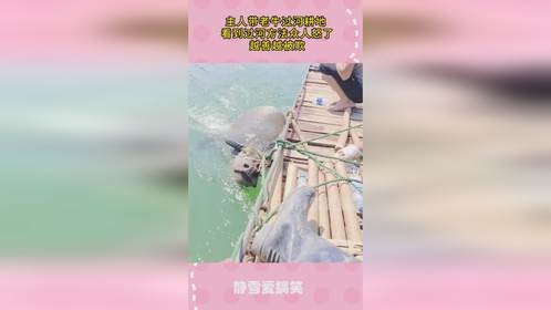 主人带老牛过河耕地， 看到过河方法众人怒了， 越善越被欺！