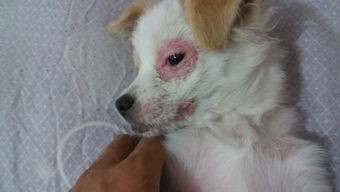 狗狗硬疙瘩，宠物护理小贴士