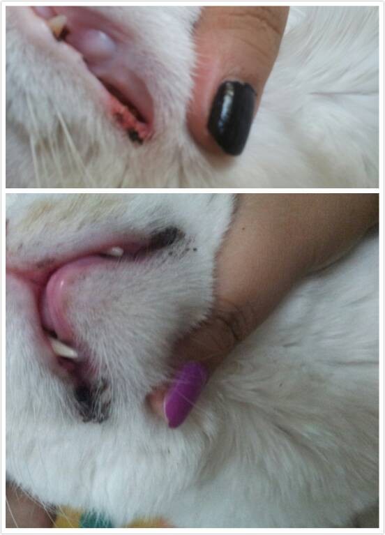 猫咪指甲黑脱落,宠物护理小贴士