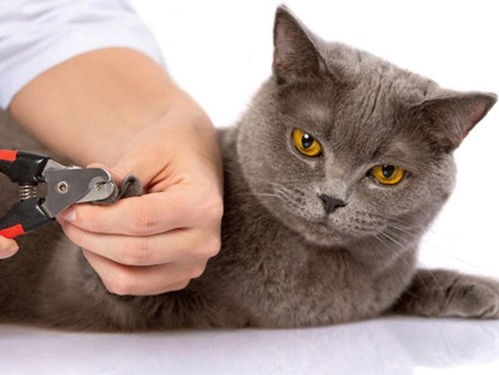 猫咪指甲黑脱落,宠物护理小贴士
