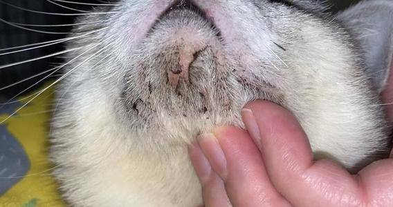 猫咪下巴脓血洞,宠物护理小贴士