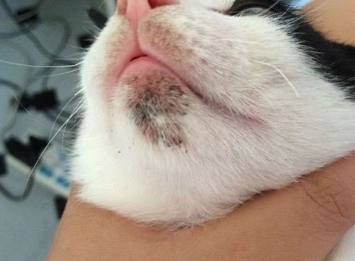 猫咪下巴脓血洞,宠物护理小贴士
