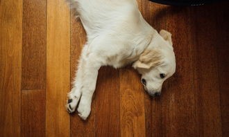 狗狗咳嗽多因,宠物护理小贴士