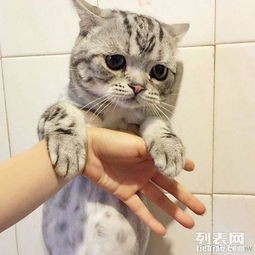 猫咪流鼻涕,宠物护理小贴士